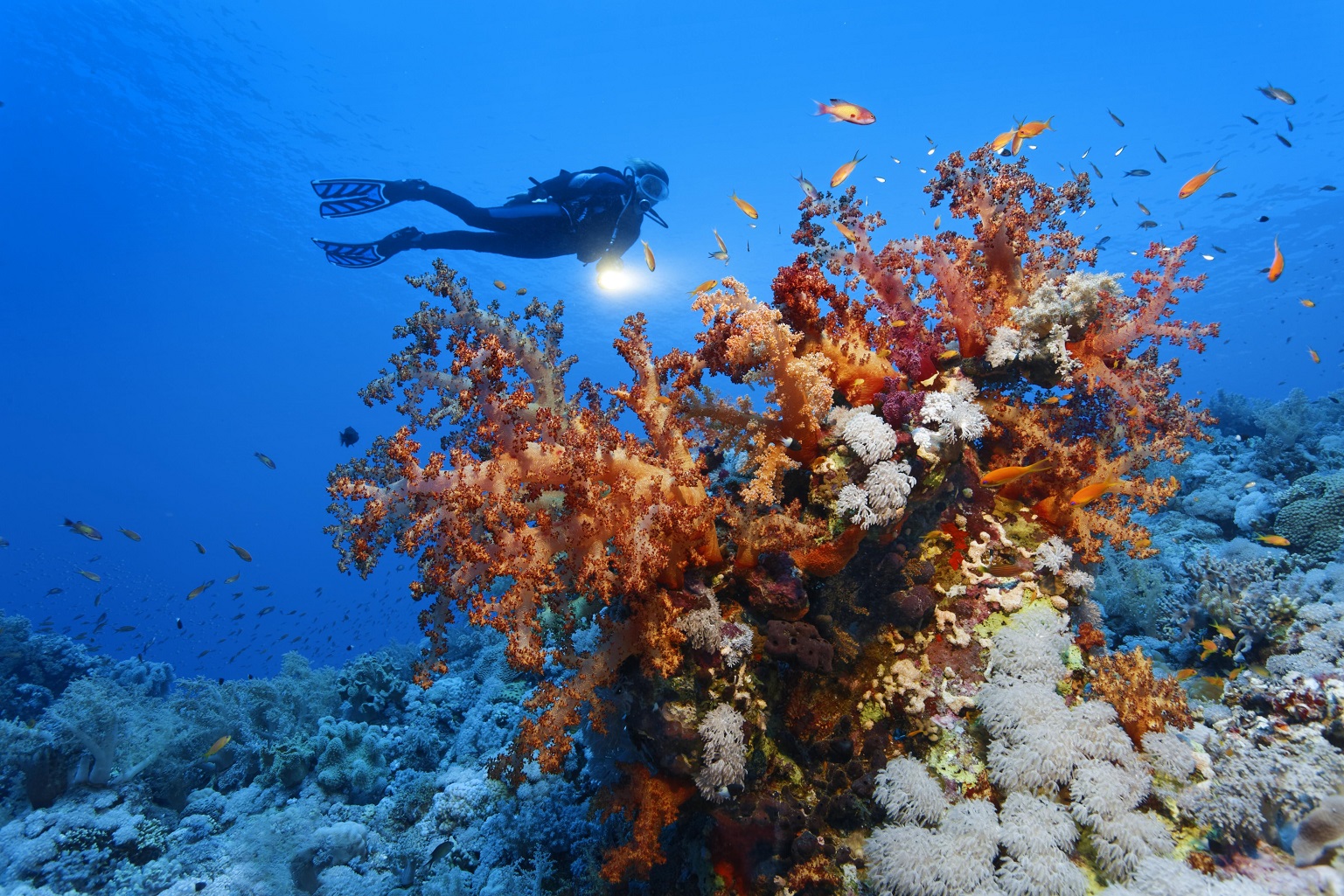 колесницы в красном море